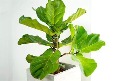 how much water for fiddle leaf fig